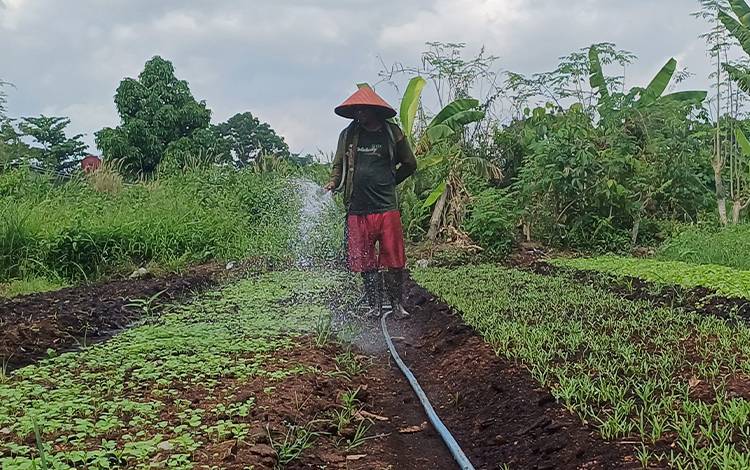 Seorang petani hortikultura di Jalan Teratai IV Kecamatan Mentawa Baru Ketapang sedang menyiram tanaman, Senin, 20 November 2023. (FOTO: DEWIP)