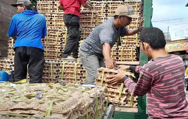 Aktivitas distribusi telur ayam ras (Foto: MARINI)