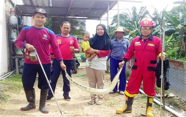 Petugas Damkar memperlihatkan ular sanca yang masuk ke rumah warga. (FOTO: HENDI NURFALAH)