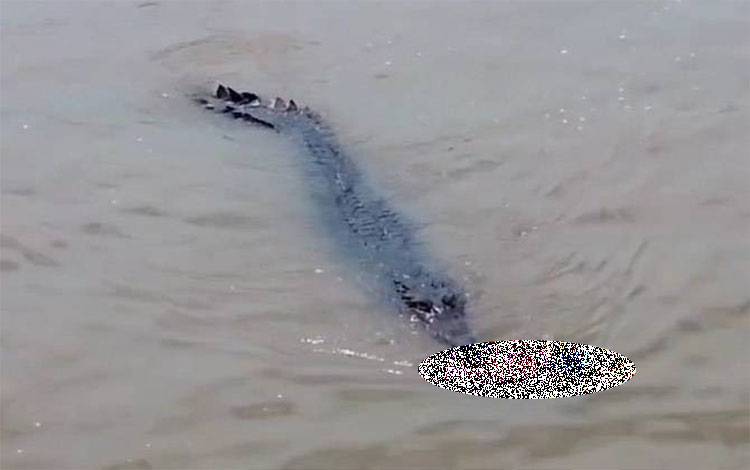 Tangkapan layar video drone yang beredar, saat buaya yang membawa jasad anak kecil di Sungai Arut, Kabupaten Kobar, Sabtu, 25 November 2023.?