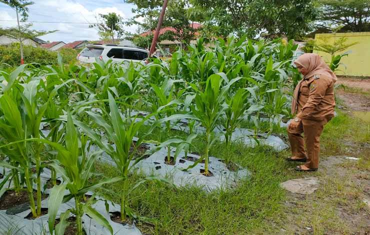 Lurah Panarung Evi Kahayanti saat mengecek kondisi tanaman jagung di belakang kantor Kelurahan Panarung (Foto : Pathur
