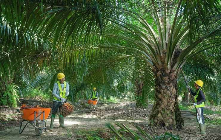 Pekerja kebun di lingkungan perkebunan sawit milik SSMS.(FOTO: Dokumentasi SSMS untuk Borneonews)