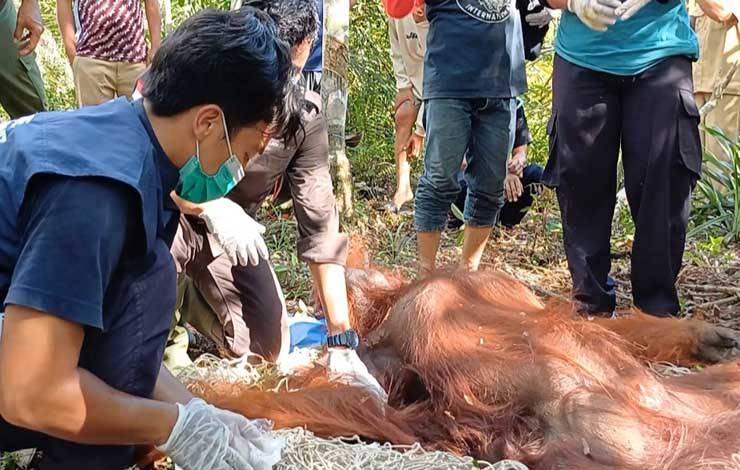 Tim Dokter memastikan kondisi kesehatan orangutan yang diselamatkan di Desa Seragam Jaya, Selasa, 9 Januari 2024. (FOTO: DEWIP)