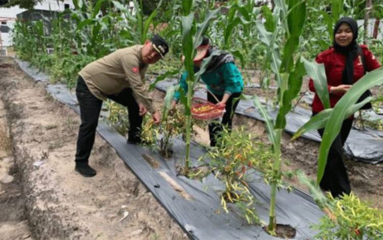 Pj Bupati Deddy Winarwan saat menanam beberapa komuditi tanaman di kebun milik pemerintah setempat.