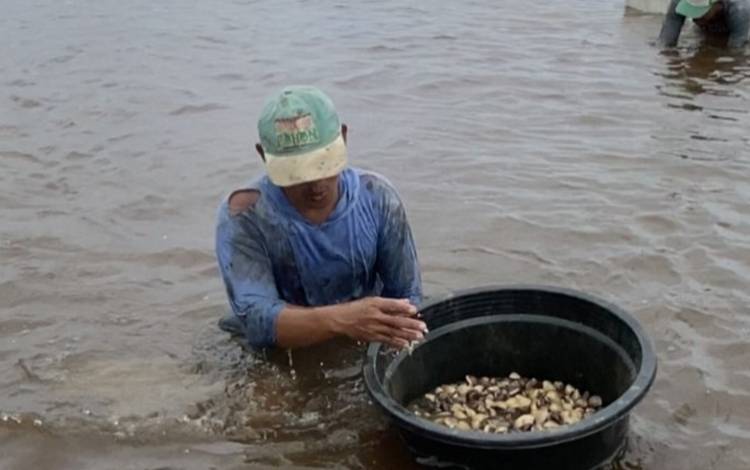 Warga saat mencari kerang di Kawasan Pesisir Pantai Kuala Pembuang (FOTO: FAHRUL)