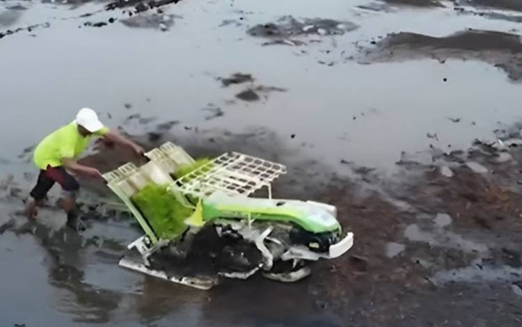 Budi daya padi pada lahan gambut di lingkungan kantor Pemko Palangka Raya. (FOTO: HUMAS)