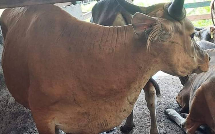 Salah satu sapi yang terdeteksi mengidap penyakit LSD atau cacar sapi yang dimiliki peternak Kota Palangka Raya.(FOTO: Dokumentasi drh Eko untuk Borneonews)