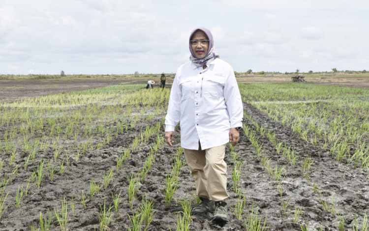 Kepala Dinas Tanaman Pangan Hortikultura dan Peternakan Provinsi Kalteng Sunarti (Foto : IST)