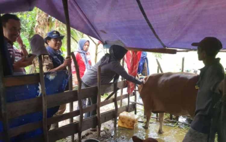 Tim Kesehatan Hewan DKPP Seruyan saat melakukan pengecekan kesehatan hewan di salah satu ?tempat penjualan hewan qurban (Foto : Ist)