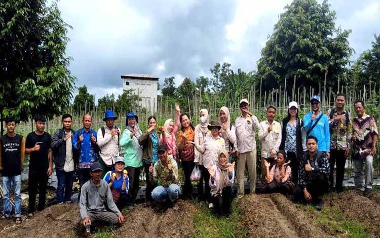 Dinas Pertanian Kabupaten Barito Utara berama Balai Penyuluh Pertanian Kecamatan Teweh Baru dan BPP Teweh Selatan, pengawas pertanian dan Kelompok Tani Pusaka Bura Kelurahan Jingah panen tomat bersama di lahan pertanian kelompok tani setempat, Kamis 13 Juni 2024 lalu.(foto: Dhani)