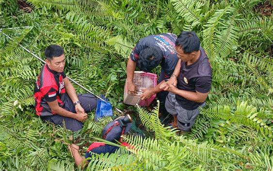 Tim Rescue Diskarmat Palangka Raya saat mengevakuasi kucing bernama Ciko (Foto : Tim Rescue Diskarmat Palangka Raya)