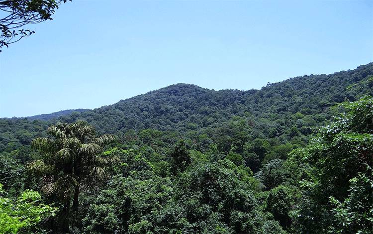 Hutan dan perbukitan. Bappedalitbang mengingatkan ancaman?Deforestasi dan Degradasi?terhadap hutan Kalteng. (FOTO:PIXABAY)