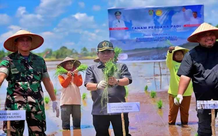 Ketua DPRD Kalteng Wiyatno saat menanam padi (Foto : IST