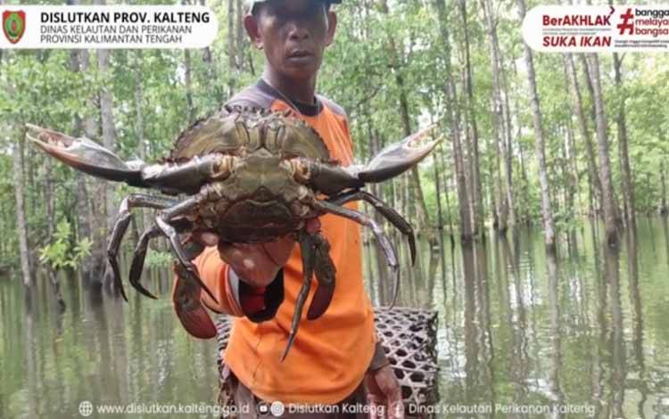Nelayan saat memperliatkan kepiting bakau