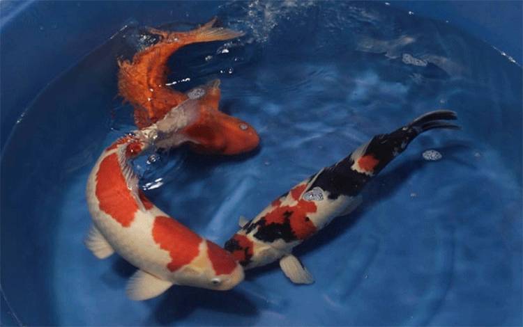 Ikan KOI di ajang 1st Tambun Bungai KOI Festival 2024 di Gor Indoor Palangka Raya, akhir pekan ini. (FOTO: IST)