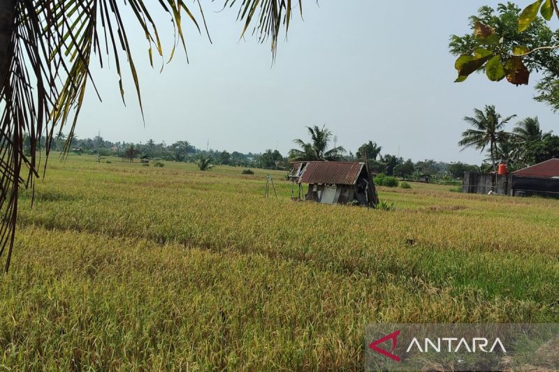 Lahan persawahan di kawasan Danau Dendam Tak Sudah Kota Bengkulu. ANTARA/Anggi Mayasari
