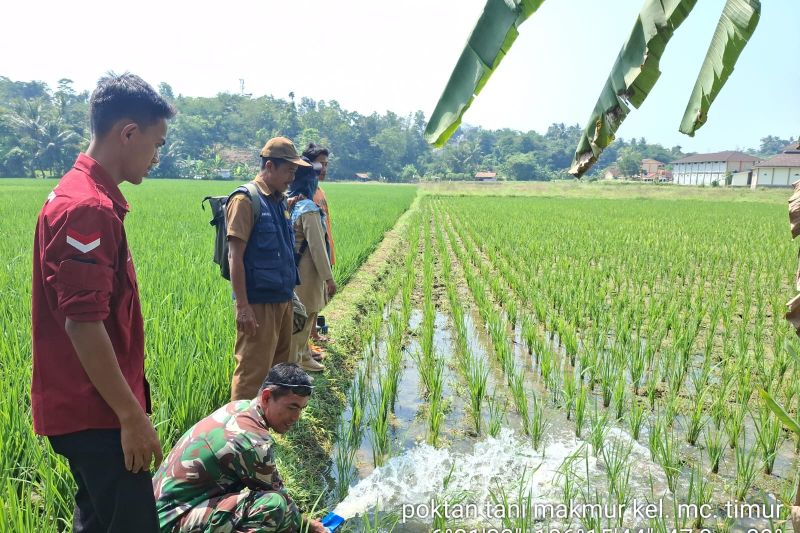 Personel Brigade Dinas Pertanian Kabupaten Lebak mengalirkan air dari hasil pemasangan pompa di salah satu areal sawah di daerah itu. ANTARA/HO-Distan Lebak