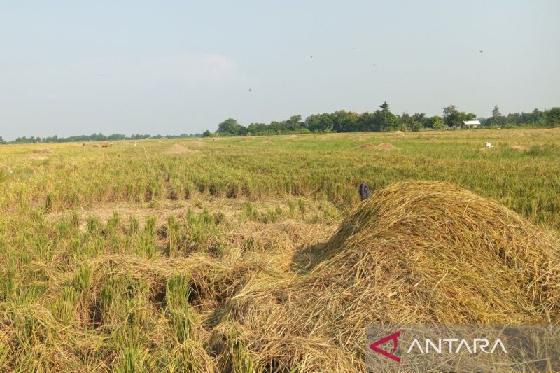 Kondisi lahan pertanian di Majalengka, Jawa Barat, yang sudah dipanen oleh petani. (ANTARA/Fathnur Rohman)