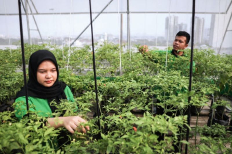 Pengelola Pasar Mayestik memanfaatkan atap bangunan (rooftop) untuk menbudidayakan pertanian perkotaan (urban farming), Jakarta, Kamis (15/8/2024). ANTARA/HO-Pemerintah Provinsi DKI