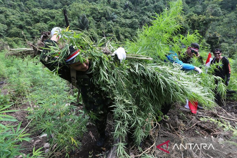 Personel BNN mengangkat tanaman ganja sebelum dimusnahkan dengan cara dibakar di kawasan pegunungan di Desa Indrapuri, Kabupaten Aceh Besar, Kamis (15/8/2024). ANTARA FOTO/Ampelsa