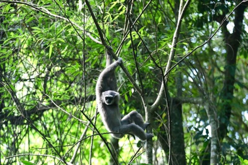 Joan, Owa Jawa betina yang dilepasliarkan di Kawasan Hutan Lindung Malabar, Gunung Puntang, Kabupaten Bandung siap menjelajah habitat alaminya. ANTARA/HO-Pertamina EP Subang Field
