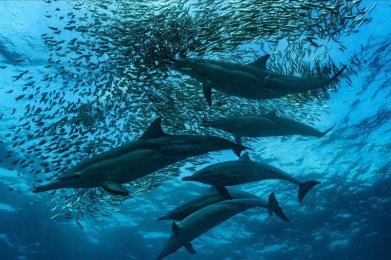 Para ahli memperingatkan potensi penurunan migrasi ikan sarden di Afrika Selatan yang terkenal, yang dianggap sebagai migrasi hewan terbesar di dunia dalam hal biomassa, akibat pemanasan air laut yang disebabkan oleh krisis iklim/ANTARA/Anadolu/PY
