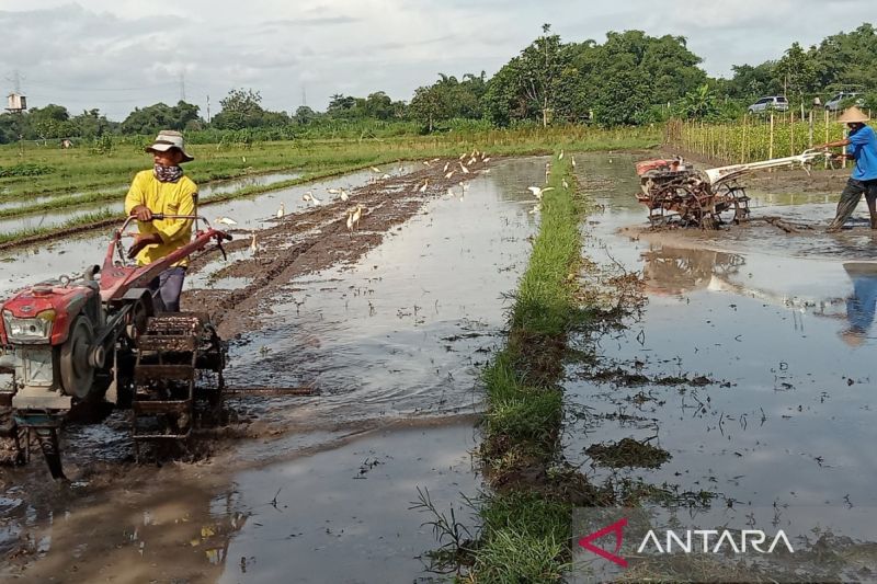 Petani menggarap lahan pertanian di wilayah Kabupaten Bantul Daerah Istimewa Yogyakarta (ANTARA/Hery Sidik)