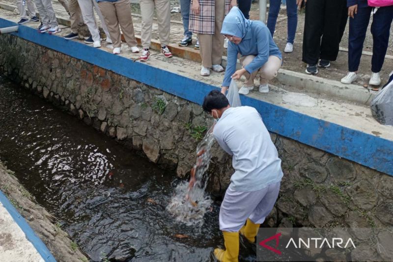 Direktur RSUD Prof Dr Margono Soekarjo (RSMS) Harsini menebarkan benih ikan ke aliran sungai kecil dalam rangkaian kegiatan peringatan HUT Ke-79 Republik Indonesia di lingkungan RSMS Purwokerto, Kabupaten Banyumas, Jawa Tengah, Jumat (16/8/2024). ANTARA/Sumarwoto