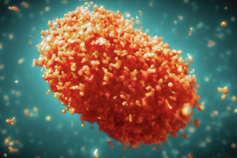 Virus cacar monyet (mpox)/ANTARA/Anadolu/PY