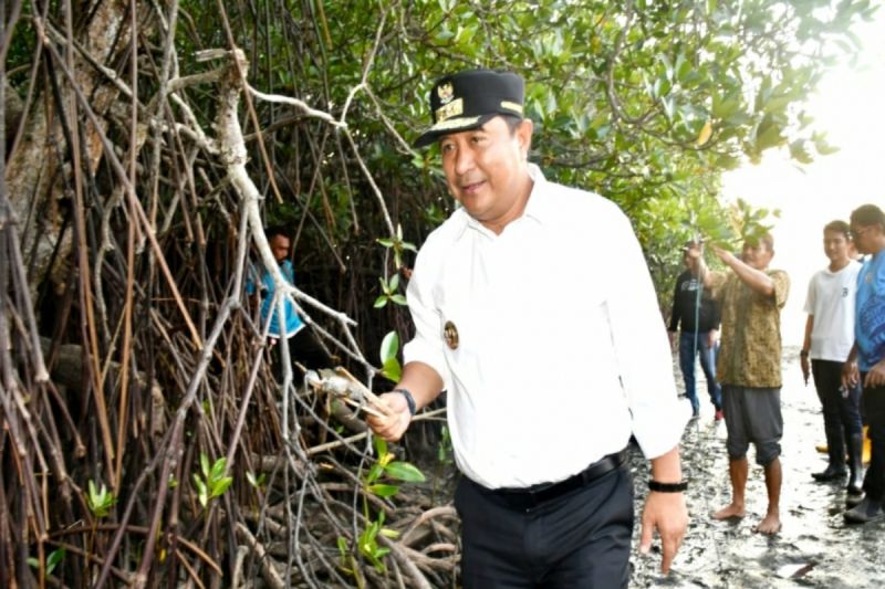 Penjabat Gubernur Sulbar Bahtiar Baharuddin saat melakukan penebaran bibit kepiting di kawasan mangrove di Kabupaten Mamuju. (ANTARA/HO/Diskominfo Sulbar)