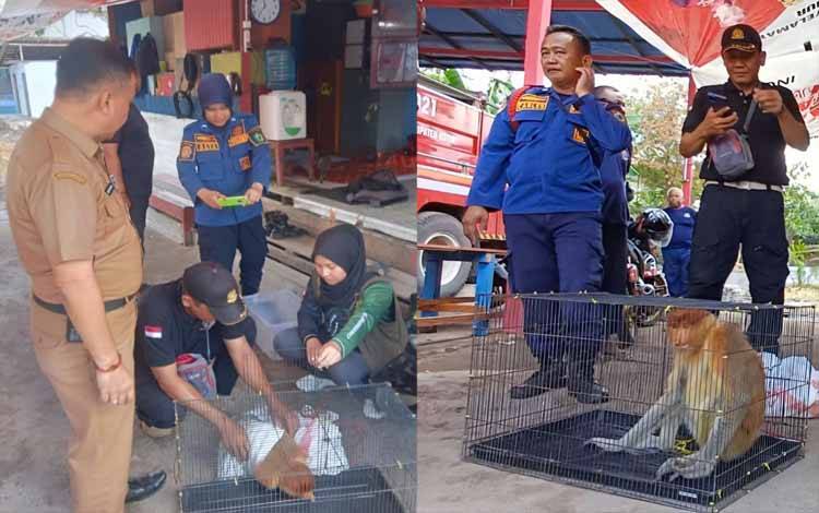 Pelaksana tugas Kepala Dinas Pemadam Kebakaran dan Penyelamatan Kotawaringin Timur Wim RK Benung mengawal penyerahan bekantan kepada BKSDA Resort Sampit, Selasa, 20 Oktober 2024. (FOTO: DEWIP)