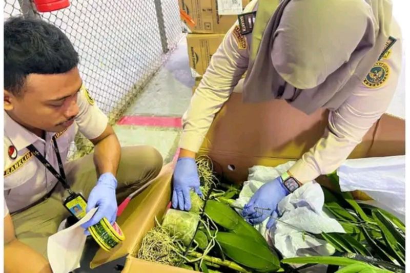 Pejabat Karantina Tumbuhan Provinsi Papua Tengah memeriksa tanaman anggrek asal Denpasar yang masuk ke Mimika melalui Bandara Udara Moses Kilangin Timika. (ANTARA/HO-Humas Karantina Papua Tengah)