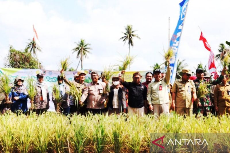 Dinas Pertanian dan Ketahanan Pangan Provinsi Kalimantan Selatan panen perdana padi apung menghasilkan 5,3 ton. (ANTARA/HO-MC Kalsel)
