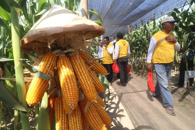 Petani mengamati tanaman jagung unggulan. (ANTARA FOTO/Prasetia Fauzani/foc.)
