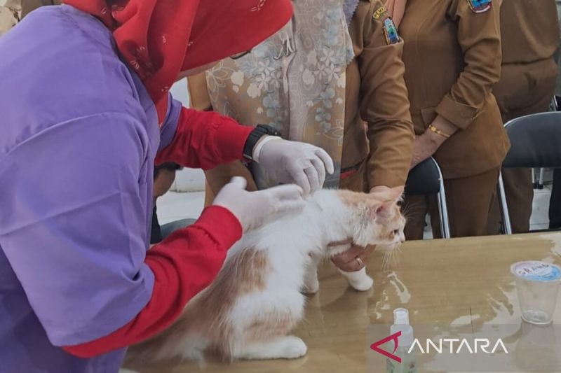 Iluatrasi- Petugas kesehatan hewan saat melakukan vaksinasi rabies terhadap kucing peliharaan. (ANTARA/Riadi Gunawan)