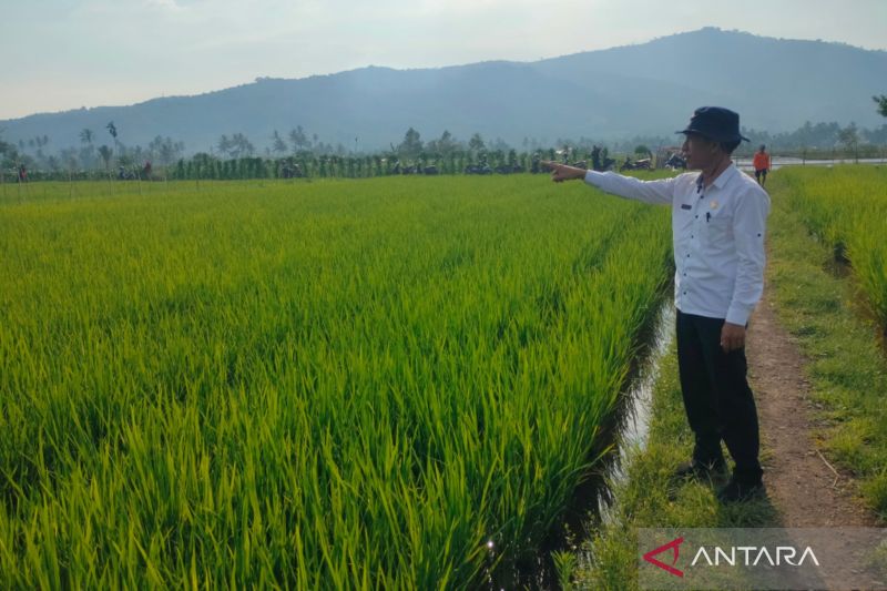 Areal persawahan baku di wilayah Desa Lubuk Ubar, Kecamatan Curup Selatan, Kabupaten Rejang Lebong. ANTARA/Nur Muhamad