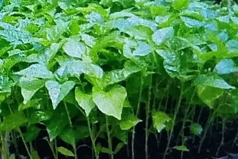 Bibit tanaman cabai yang siap ditanam untuk mengendalikan inflasi daerah. ANTARA/HO-Distan Biak Numfor