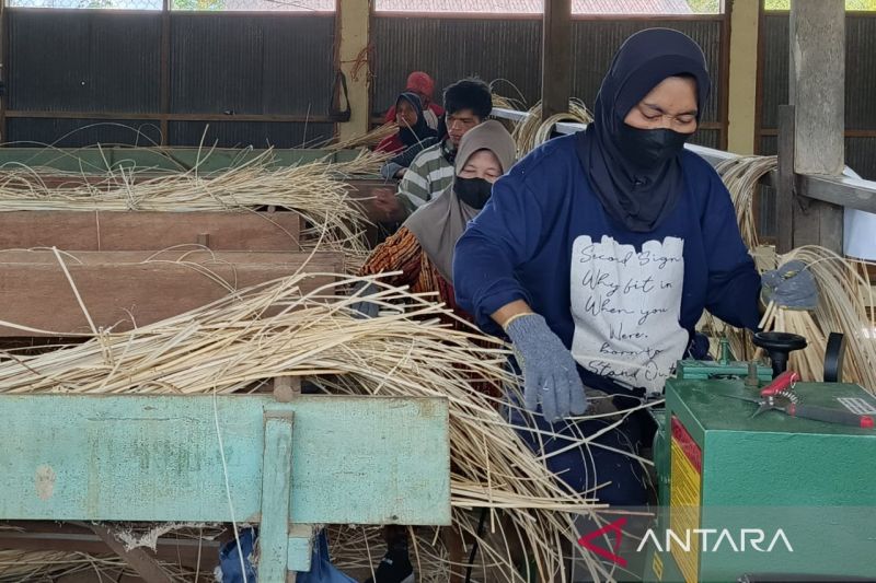 Pekerja melakukan diversifikasi produk hasil kehutanan yang hendak diolah menjadi berbagai kerajinan di Katingan, Kalimantan Tengah, Jumat (26/7/2024). (ANTARA/Muzdaffar Fauzan)