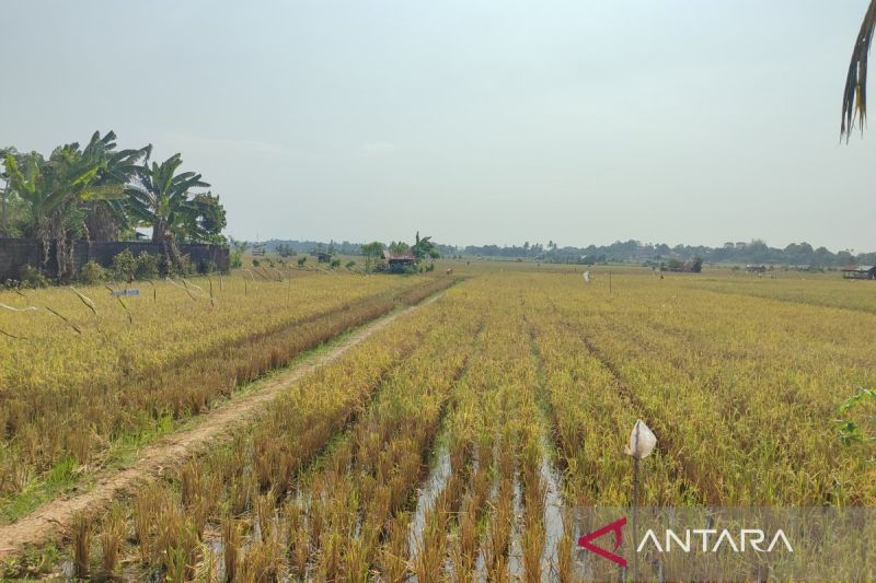 Persawahan di Kota Bengkulu yang menerima alokasi pupuk subsidi (26/8/2024). ANTARA/Anggi Mayasari