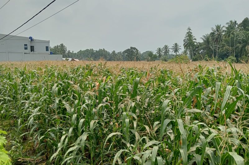 Salah satu tanaman jagung warga Pasaman Barat di Kecamatan Pasaman. Tanaman jagung merupakan salah satu tanaman yang memperoleh pupuk bersubsidi pada 2024. Antara/Altas Maulana.