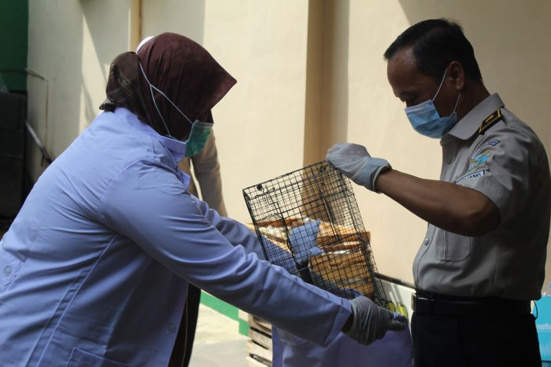 Petugas tengah melakukan penangkapan salah satu vektor pembawa penyakit zoonosis yaitu tikus untuk diambil sampel pemeriksaannya. ANTARA/Ruth Intan Sozometa Kanafi.