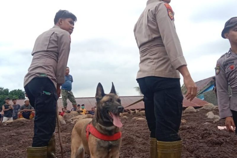 Anggota kepolisian mengerahkan anjing pelacak untuk membantu melakukan pencarian korban banjir bandang di Kelurahan Rua, Kota Ternate pada Senin (26/8/2024). ANTARA/Abdul Fatah (Abdul Fatah)