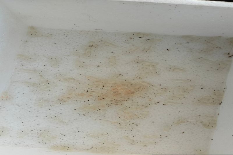 Benih bening lobster hasil tangkapan nelayan yang diamankan DKP Kulon Progo, DIY. ANTARA/Sutarmi