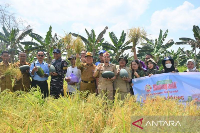 Staf Ahli Bupati Bidang Ekonomi, Pembangungan dan Keuangan Setda Kapuas Sipie S. Bungai, didampingi Kepala Desa Pulau Telo Baru M. Bob Mahaputra melakukan panen padi di desa setempat, Selasa (20/8/2024). (ANTARA/All Ikhwan)