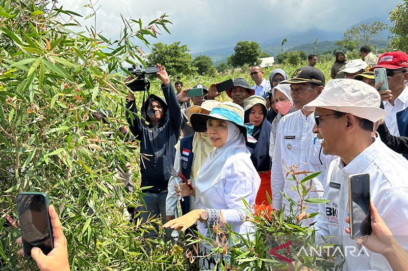 Ilustrasi: Wakil Gubernur Nusa Tenggara Barat (NTB), Hj. Sitti Rohmi Djalilah saat panen perdana daun kayu putih di area Perhutanan Sosial KTH Lembah Madu Desa Gunung Malang Kecamatan Pringgabaya Lombok Timur. ANTARA/HO-Pemprov NTB/am.