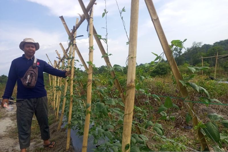 PT Timah Tbk bersama Gapoktan Pemuda Harapan, Desa Belo Laut, Kabupaten Bangka Barat, Provinsi Kepulauan Bangka Belitung (Babel) mengembangkan agroforestri di lahan bekas penambangan bijih timah. ANTARA/HO-Humas PT Timah Tbk