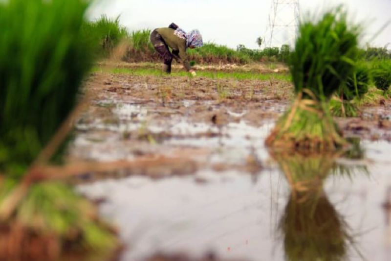 Arsip foto - Petani menanam padi di Desa Ramunia, Kabupaten Deli Serdang, Sumatera Utara. (ANTARA FOTO/Yudi)
