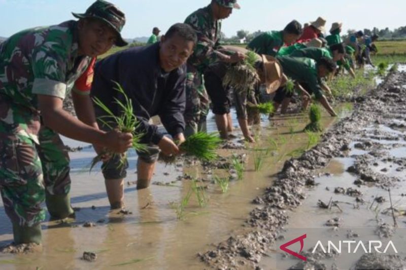 Dokumen Dandim 0827 Sumenep Letkol Inf Yoyok Wahyudi menanam padi pada peluncuran program perluasan areal tanam guna meningkatkan hasil produksi pangan di wilayah itu. (ANTARA/ HO-Kodim Sumenep)