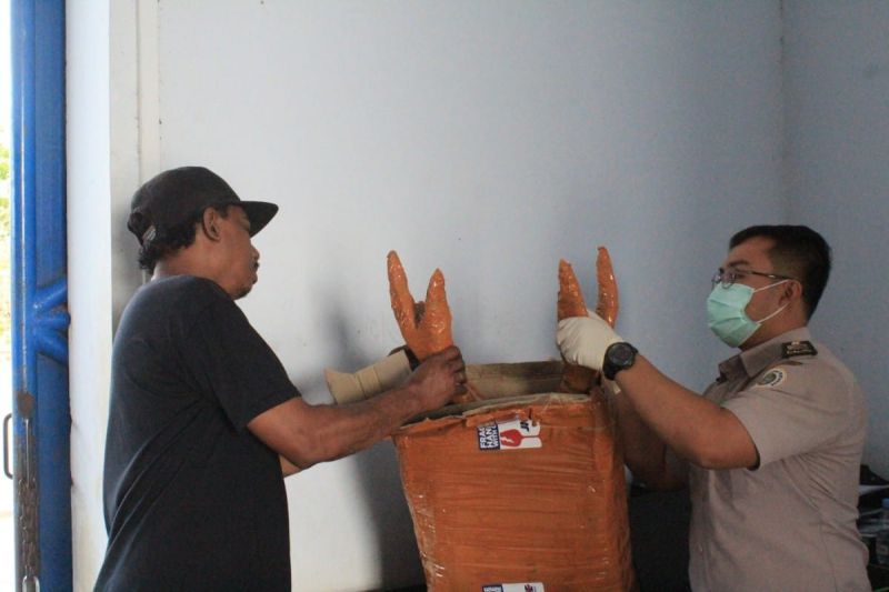 Petugas Karantina Hewan bersama instansi terkait saat mengecek tanduk rusa ilegal di cargo Bandara Mopah, Kabupaten Merauke, Papua Selatan, Kamis (5/9) (ANTARA/HO-Karantina Hewan di Papua Selatan)