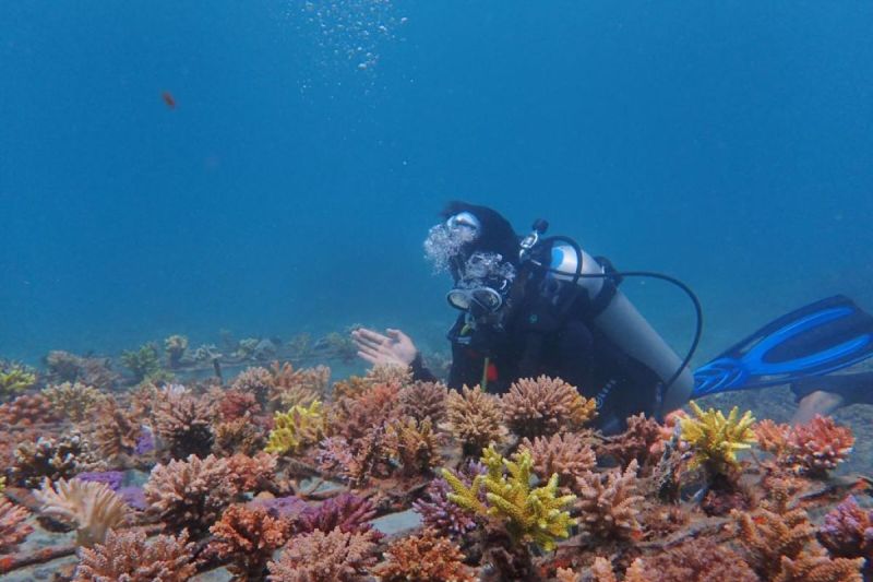 Hasil dari rehabilitasi terumbu karang Taman Wisata Laut Pandanan, satu tahun setelah proses transplantasi yang dilakukan oleh PLN Indonesia Power UBP Jeranjang bersama Pokmaswas Pandanan dan Balai Pengelolaan Sumber Daya Pesisir dan Laut (BPSPL) di Wilayah Pesisir Lombok. ANTARA/HO-PLN IP